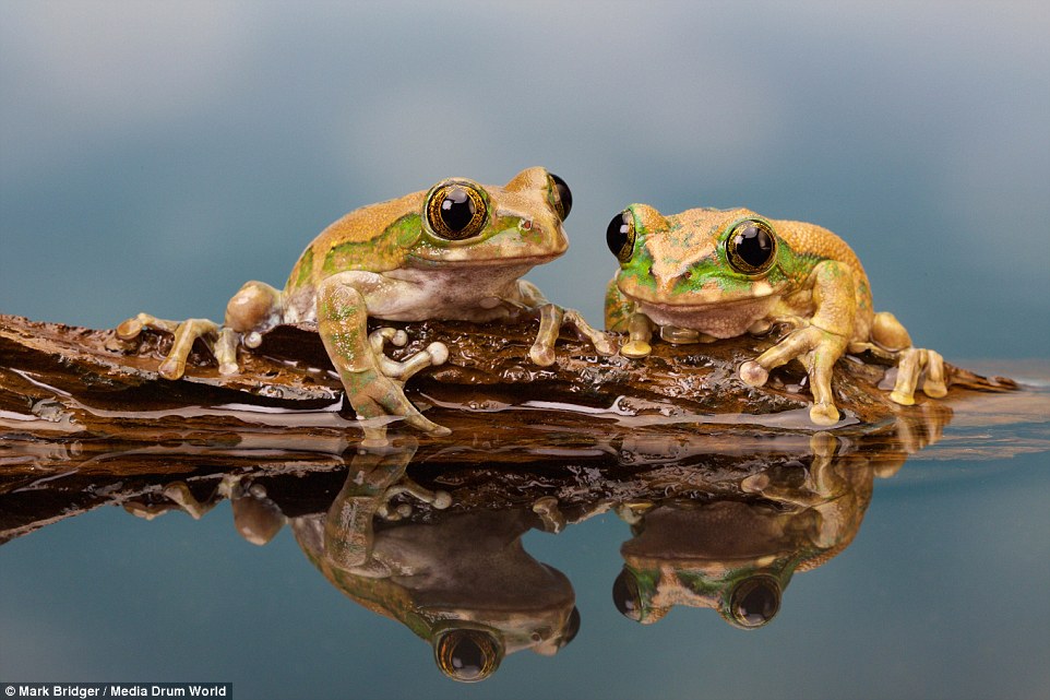 Frogs on a log…